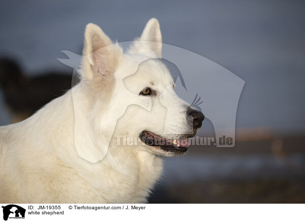 white shepherd / JM-19355