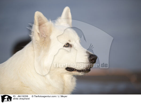 white shepherd / JM-19356