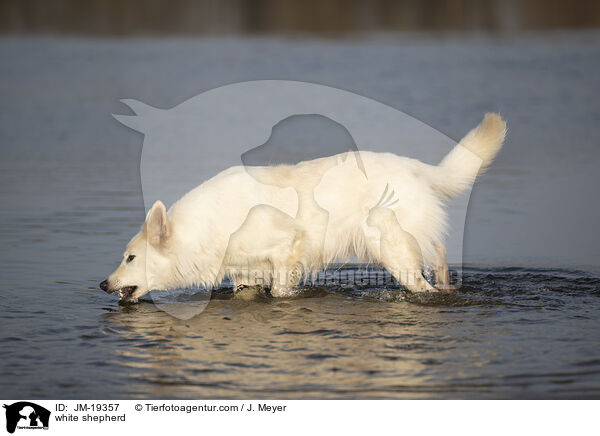 white shepherd / JM-19357