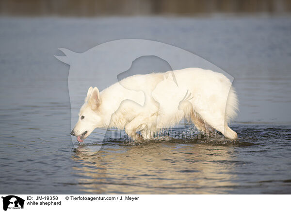 Weier Schferhund / white shepherd / JM-19358
