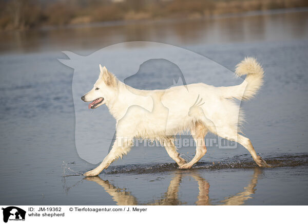 Weier Schferhund / white shepherd / JM-19362