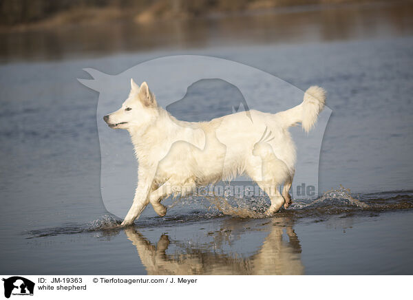 white shepherd / JM-19363