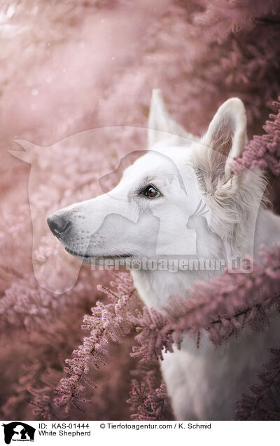 White Shepherd / KAS-01444