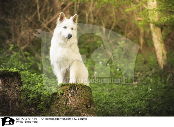 Weier Schferhund / White Shepherd / KAS-01449