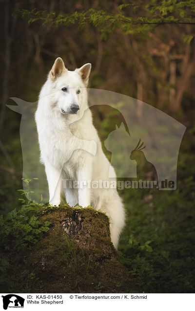 White Shepherd / KAS-01450