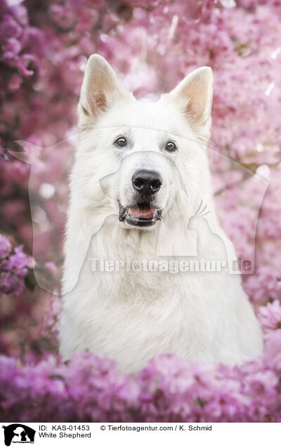 Weier Schferhund / White Shepherd / KAS-01453