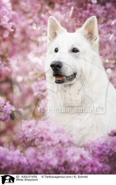 White Shepherd / KAS-01456