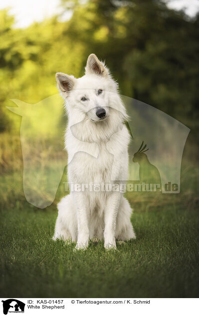 Weier Schferhund / White Shepherd / KAS-01457