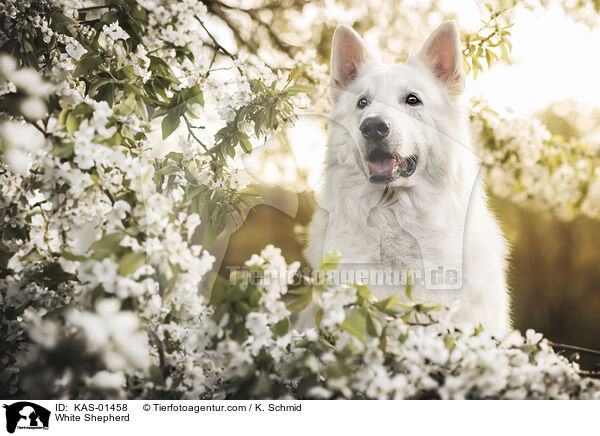 Weier Schferhund / White Shepherd / KAS-01458