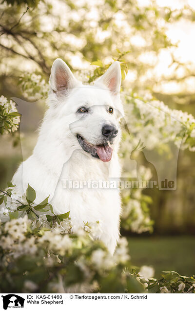 Weier Schferhund / White Shepherd / KAS-01460