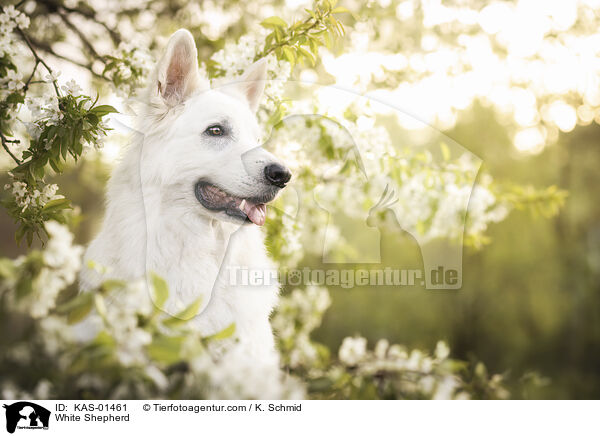 Weier Schferhund / White Shepherd / KAS-01461
