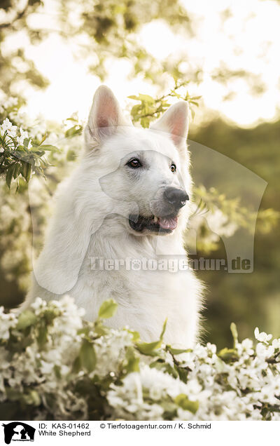 Weier Schferhund / White Shepherd / KAS-01462