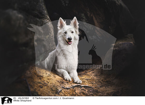 White Shepherd / JQ-02382