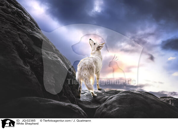 White Shepherd / JQ-02385