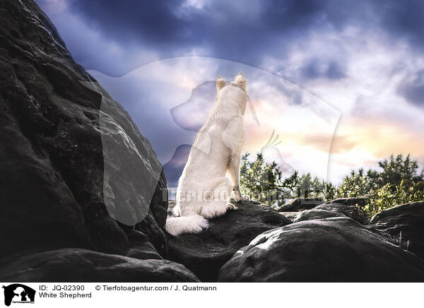 White Shepherd / JQ-02390