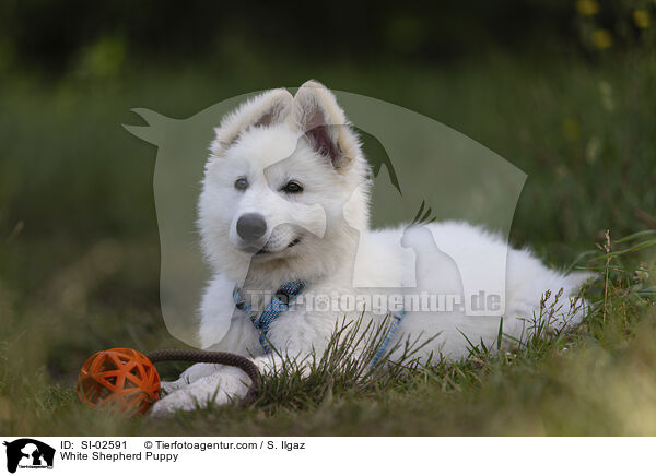 Weier Schferhund Welpe / White Shepherd Puppy / SI-02591