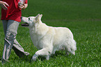 white shepherd