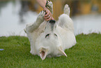 wallowing white shepherd