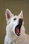 White Shepherd Portrait