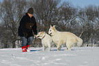 White Shepherds