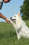 White Shepherd