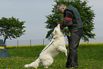 dog training