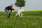 dog training
