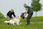 dog training