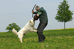 dog training
