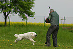 dog training