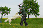 dog training
