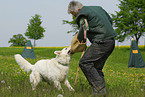 dog training