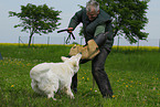 dog training