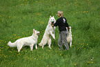 jumping white swiss shepherd