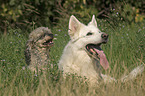 White Swiss Shepherd and Miniature Poodle