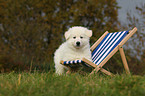 White Swiss Shepherd Puppy