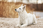 Berger Blanc Suisse
