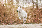 Berger Blanc Suisse