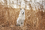 Berger Blanc Suisse