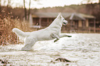 Berger Blanc Suisse