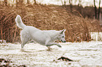 Berger Blanc Suisse