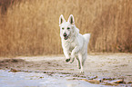 Berger Blanc Suisse
