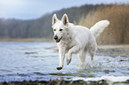 Berger Blanc Suisse