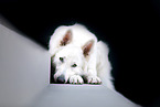 longhaired Berger Blanc Suisse