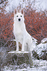 shortaired Berger Blanc Suisse
