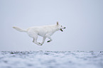 shortaired Berger Blanc Suisse