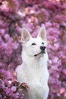 shortaired Berger Blanc Suisse