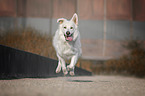 running White Shepherd