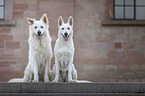 sitting White Shepherds