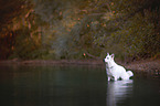 White Shepherd